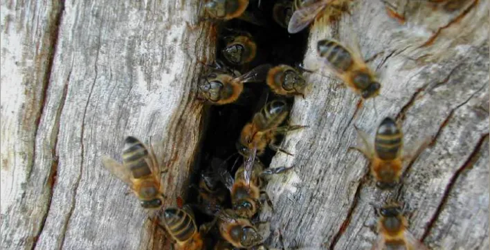 Clairazur s’engage pour la biodiversité