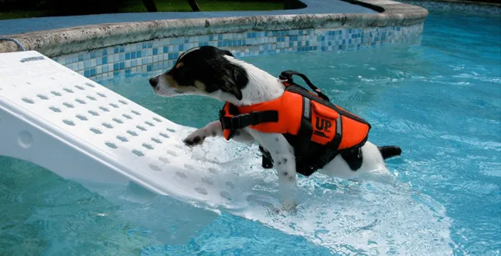 Une rampe pour que vos chiens puissent sortir facilement de votre piscine