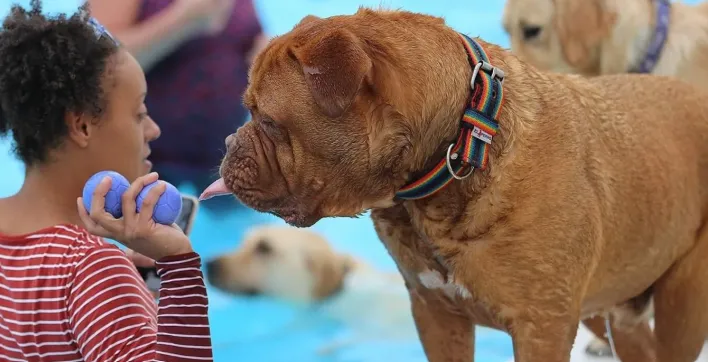 Dogtember : Des week-ends de natation uniquement pour les chiens !