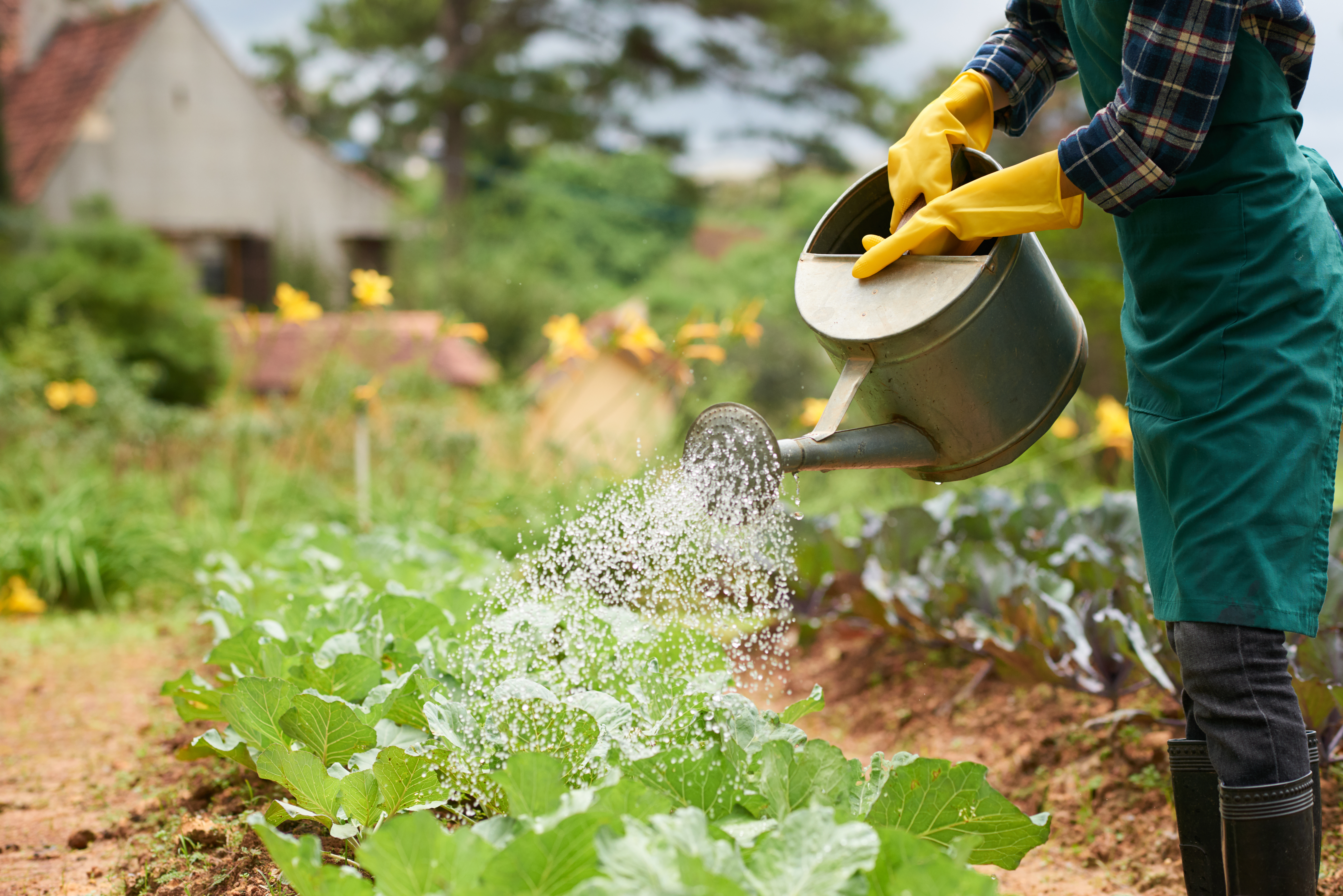 Arroser ses plantes le matin ou le soir pour une évaporation moindre