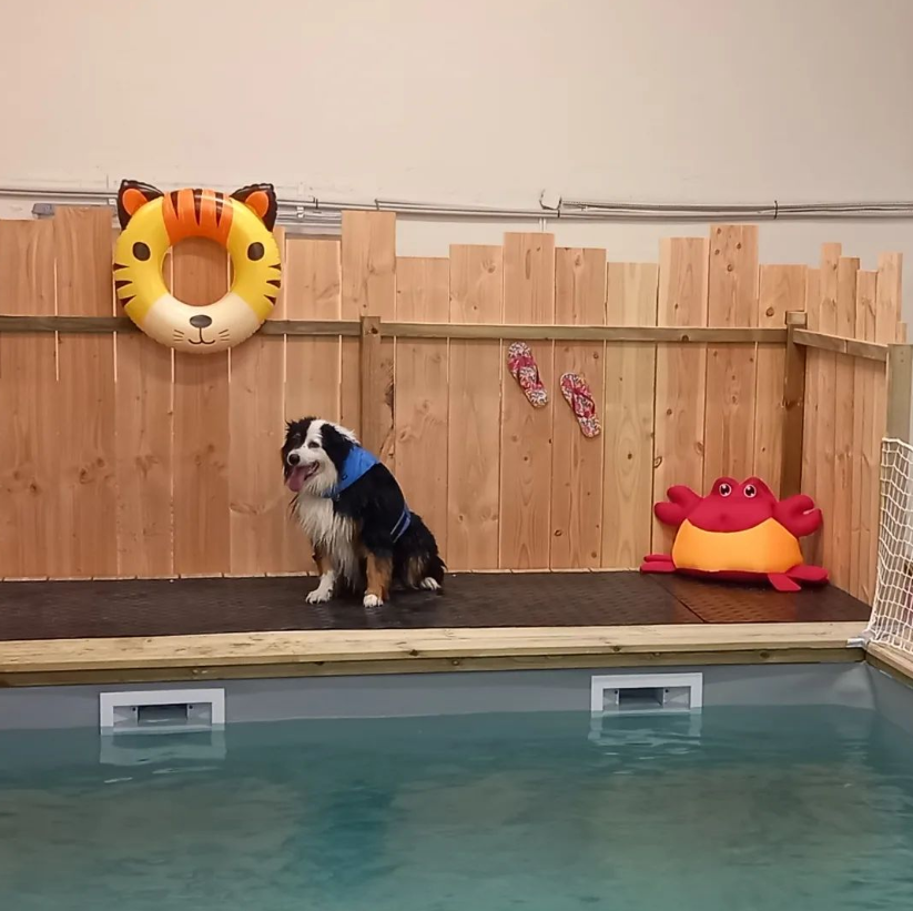Mouille ta Patte, une piscine et un centre de bien-être pour chiens