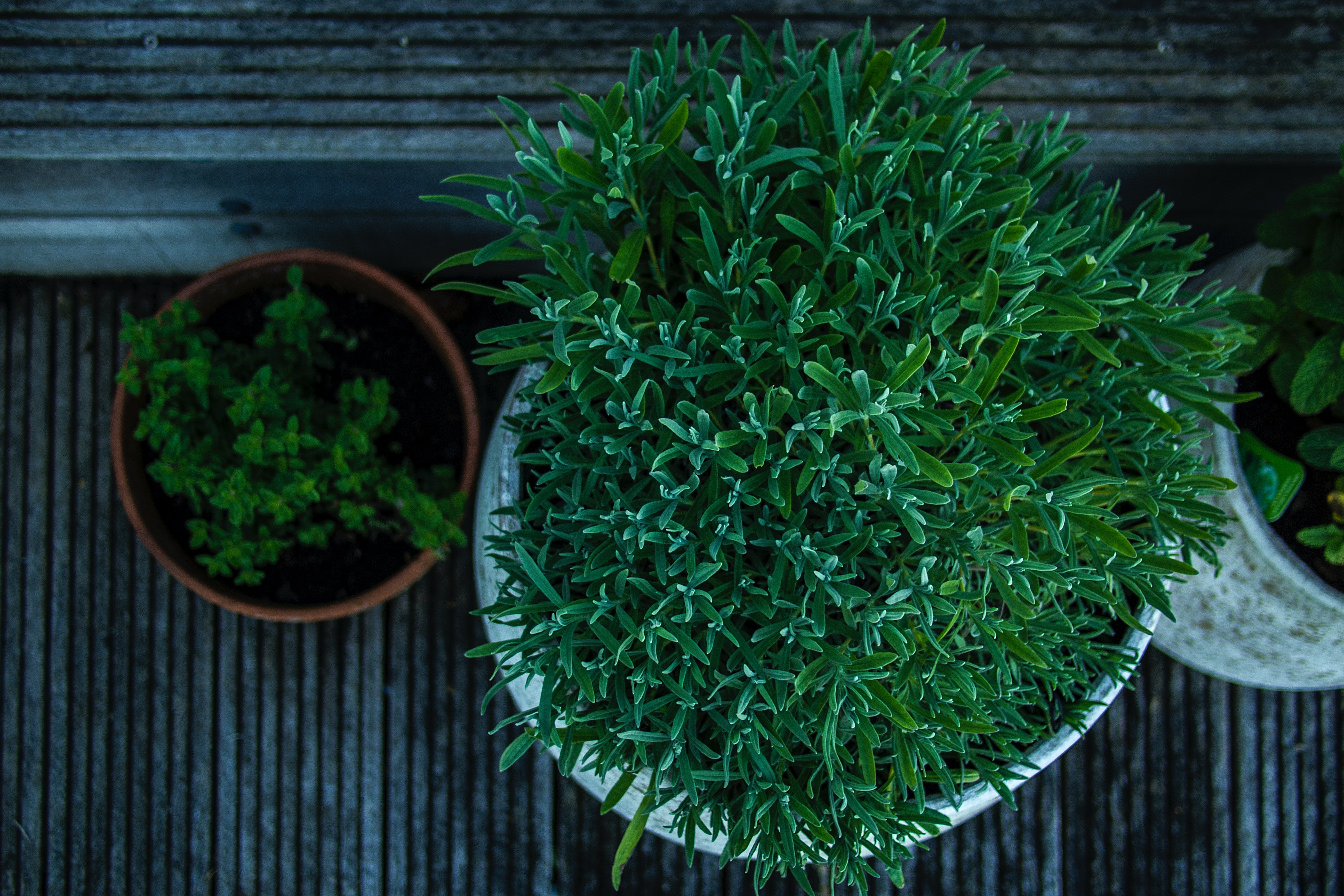 Redonner vie à ses plantes pour une terrasse fleurie