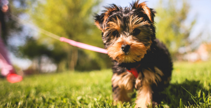 En Belgique, les chiens ont désormais leur propre piscine