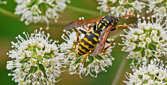 Top 5 des répulsifs anti-guêpes naturels