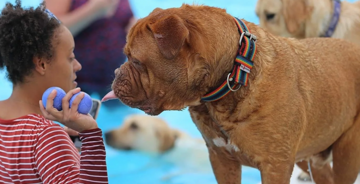 Un chien et sa maitresse à la piscine profitant du Dogtember
