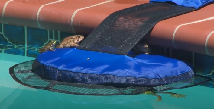 Rampe d'évacuation FVO pour petits animaux dans la piscine, rampe  d'évacuation pour animaux nageurs