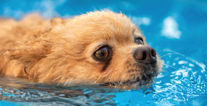 Un centre aquatique pour chiens a ouvert ses portes près de Bordeaux