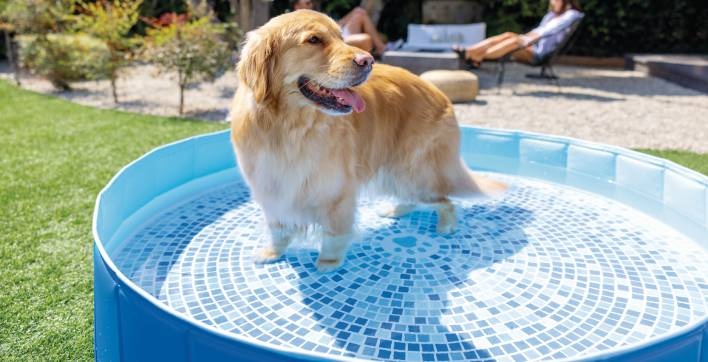 Une piscine ronde pour chiens signée Intex