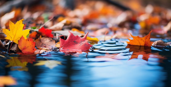 Une piscine avec des feuilles en automne