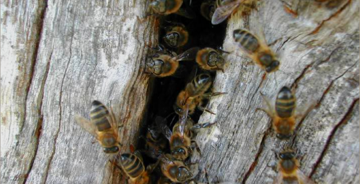 L'arbre aux abeilles, association soutenue par Clairazur