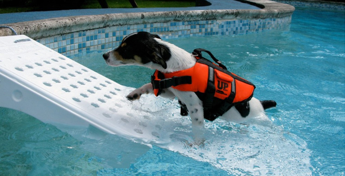 Rampe piscine pour chien