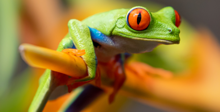 Un homme construit une piscine pour une grenouille