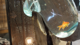 aquarium et possion rouge à Foire de Pris 2018