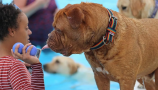 Un chien et sa maitresse à la piscine profitant du Dogtember
