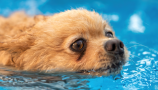 Un centre aquatique pour chiens a ouvert ses portes près de Bordeaux