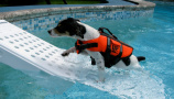 Rampe piscine pour chien