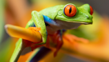 Un homme construit une piscine pour une grenouille