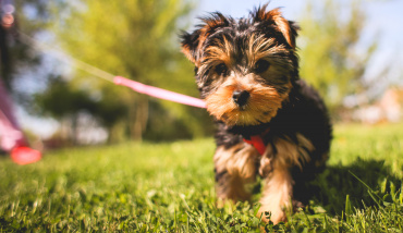 En Belgique, les chiens ont désormais leur propre piscine