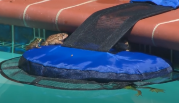 Une plateforme et une passerelle pour sortir les animaux de la piscine