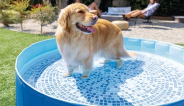 Une piscine ronde pour chiens signée Intex