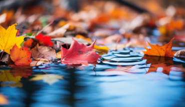 Une piscine avec des feuilles en automne