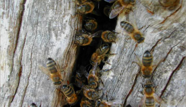 L'arbre aux abeilles, association soutenue par Clairazur