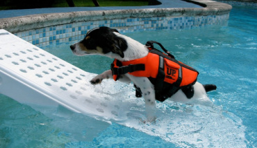 Rampe piscine pour chien