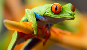 Un homme construit une piscine pour une grenouille