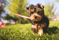 En Belgique, les chiens ont désormais leur propre piscine