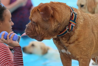 Un chien et sa maitresse à la piscine profitant du Dogtember