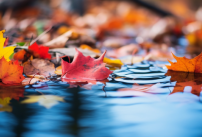 Une piscine avec des feuilles en automne