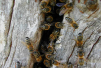 L'arbre aux abeilles, association soutenue par Clairazur
