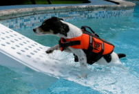 Rampe piscine pour chien