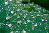 Récupérer les eaux de pluie : comment faire ?