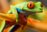 Un homme construit une piscine pour une grenouille